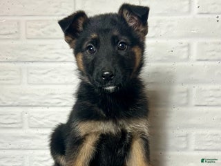 German Shepherd dogs Donny - Ad 33