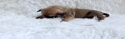 Great Dane dogs for sale: Hazelnut - Ad 2