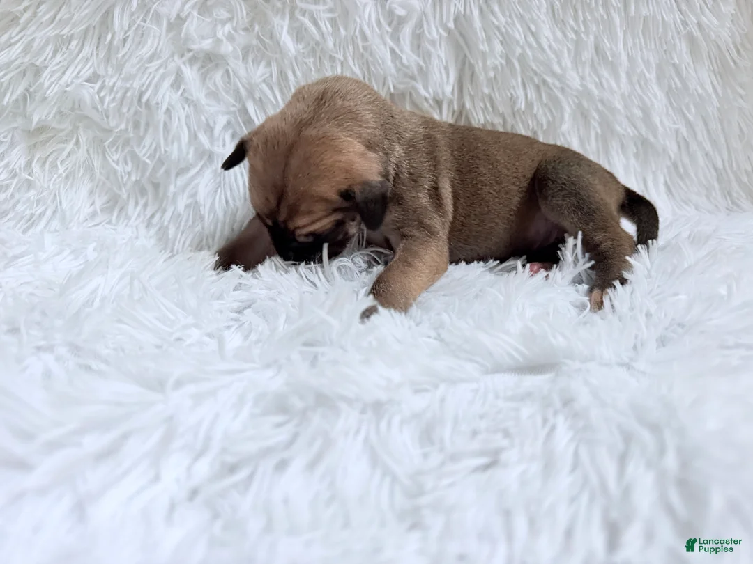 Great Dane dogs for sale: Hazelnut - Ad 2