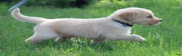 Golden Retriever dogs for sale: Franklin - Ad 6