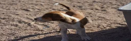 Mixed Breed dogs for sale: Doberdane Tan/Wht M - Ad 7