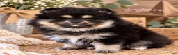 Pomeranian dogs for sale: Pomeranian 2 - Ad 4