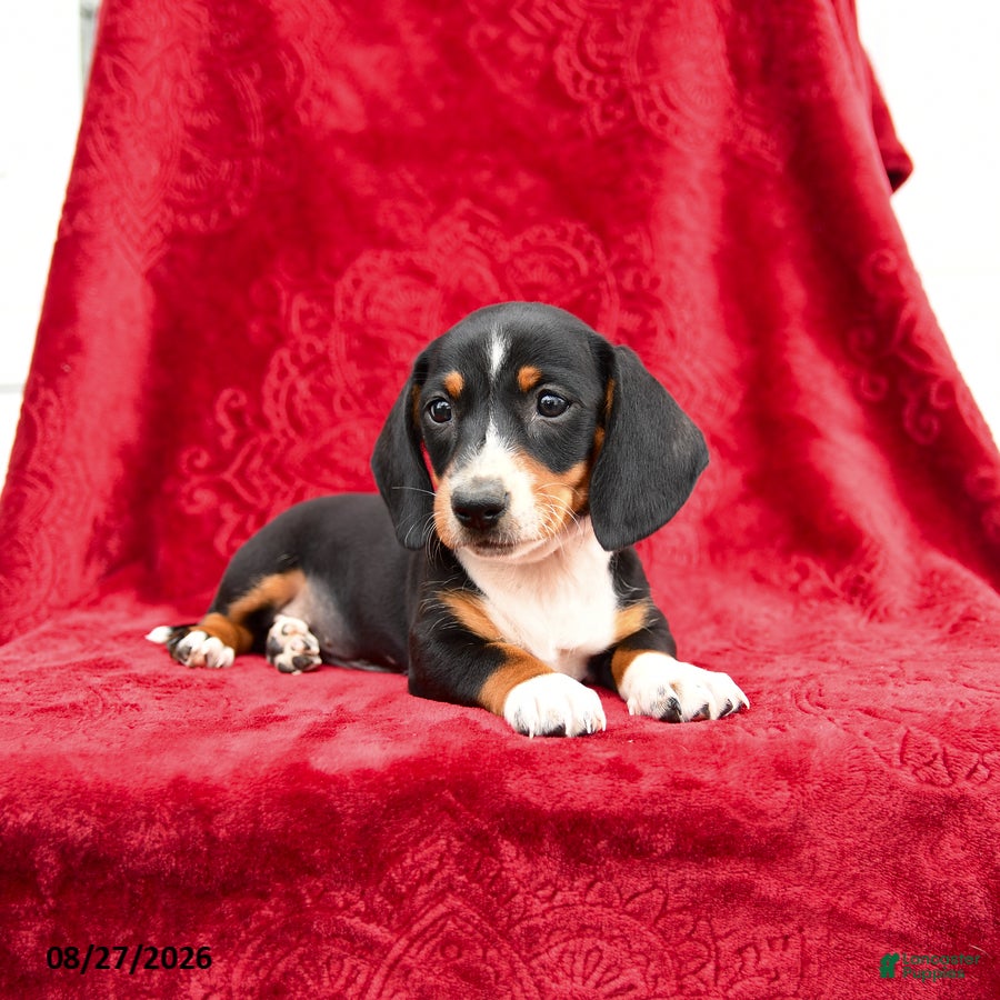Miniature Dachshund dogs Sage - Ad 2