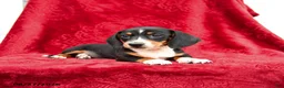 Miniature Dachshund dogs for sale: Sage - Ad 2