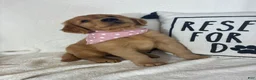 Golden Retriever dogs for sale: Amber - Ad 4