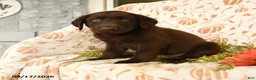 Labrador Retriever dogs for sale: Marvin - Ad 2