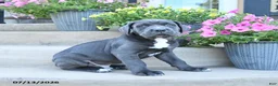Cane Corso dogs for sale: Rex - Ad 2
