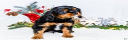 Cavalier King Charles Spaniel dogs for sale: Cocoa - Ad 7