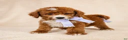 Mini Goldendoodle dogs for sale: Ember – Petite Mini F1BB Goldendoodle – 16–20 lbsGoldendoodle • Trained & Ready - Ad 2