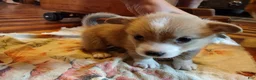 Welsh Corgi Pembroke dogs for sale: Green collar  - Ad 6