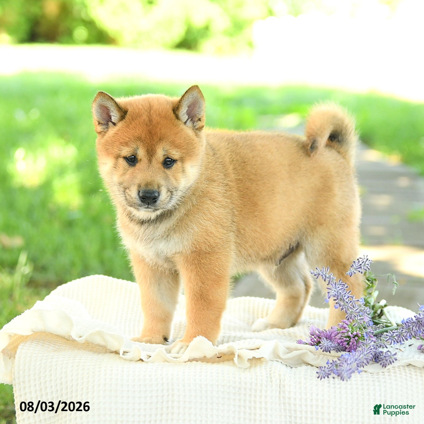 Shiba Inu dogs Slate - Ad 2
