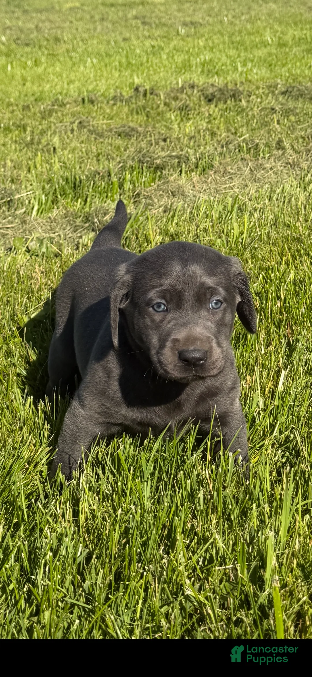 Labrador Retriever dogs for sale: Labrador Retriever Puppy 2 - Ad 1