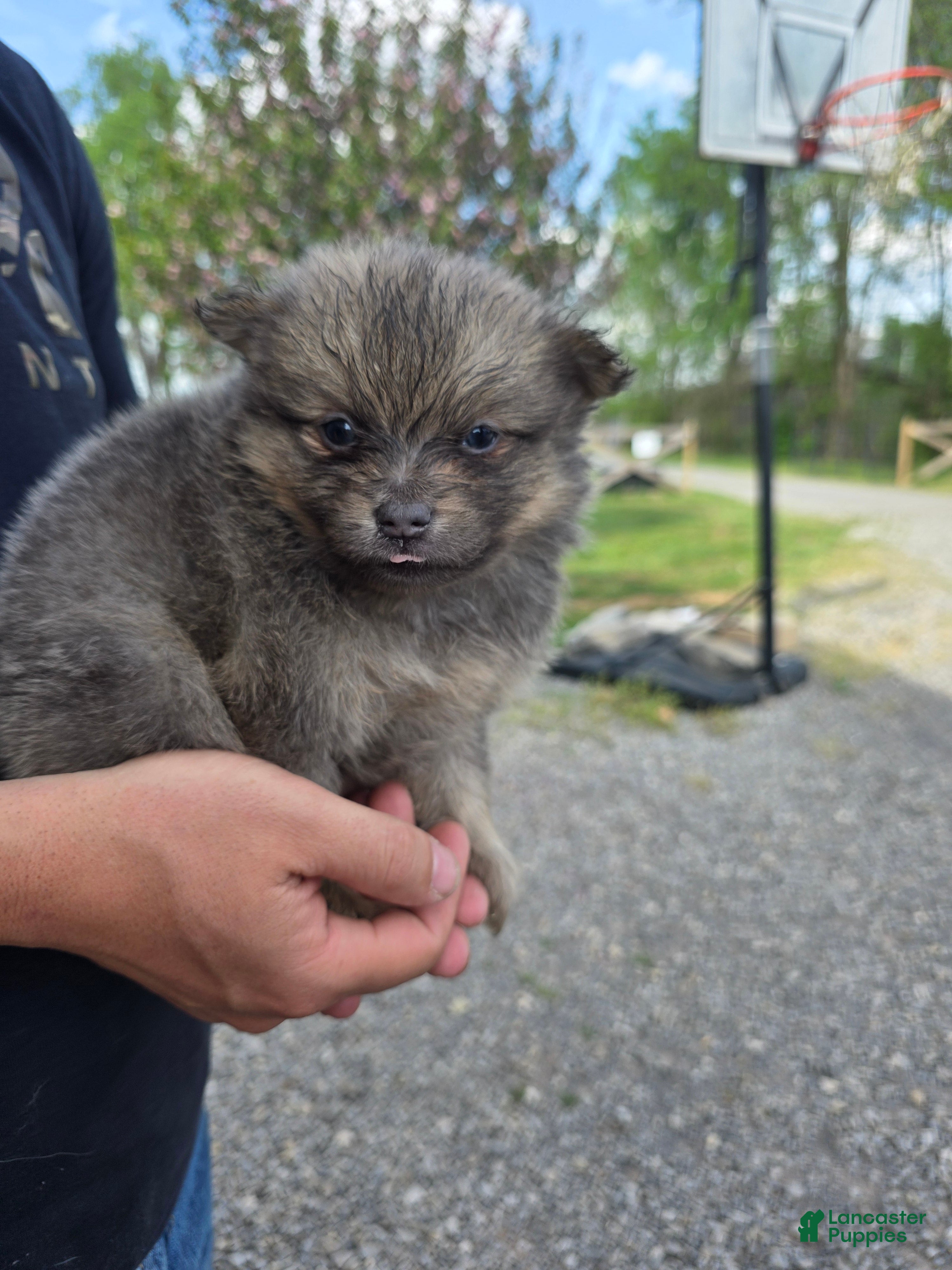 Pomeranian dogs James  - Ad 6