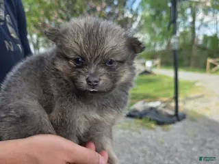 Pomeranian dogs James - Ad 6