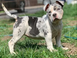 American Bully dogs American Bully Puppies - Ad 11