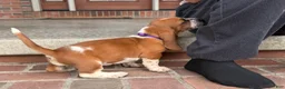 Basset Hound dogs for sale: Eva - Ad 4