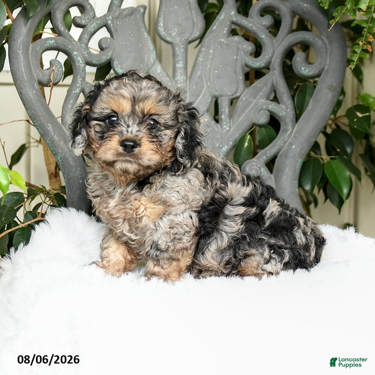 Cavapoo dogs Tippy - Ad 2