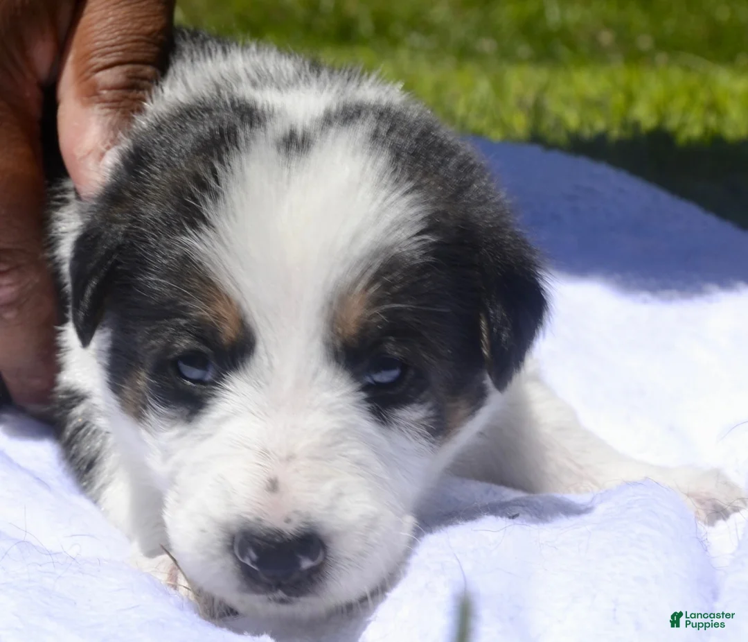 German Shepherd dogs for sale: Dottie - Ad 2