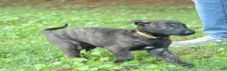 Dutch Shepherd dogs for sale: Jinx - Ad 6
