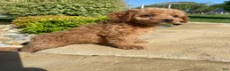 Cavapoo dogs for sale: Lucy - Ad 5