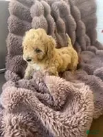 Bichpoo dogs for sale: Bichpoo Cutie Pie 3 - Ad 3