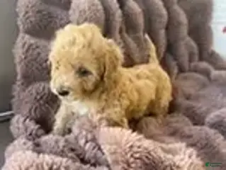 Bichpoo dogs for sale: Bichpoo Cutie Pie 3 - Ad 3