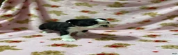 Boston Terrier dogs for sale: Blue - Ad 2