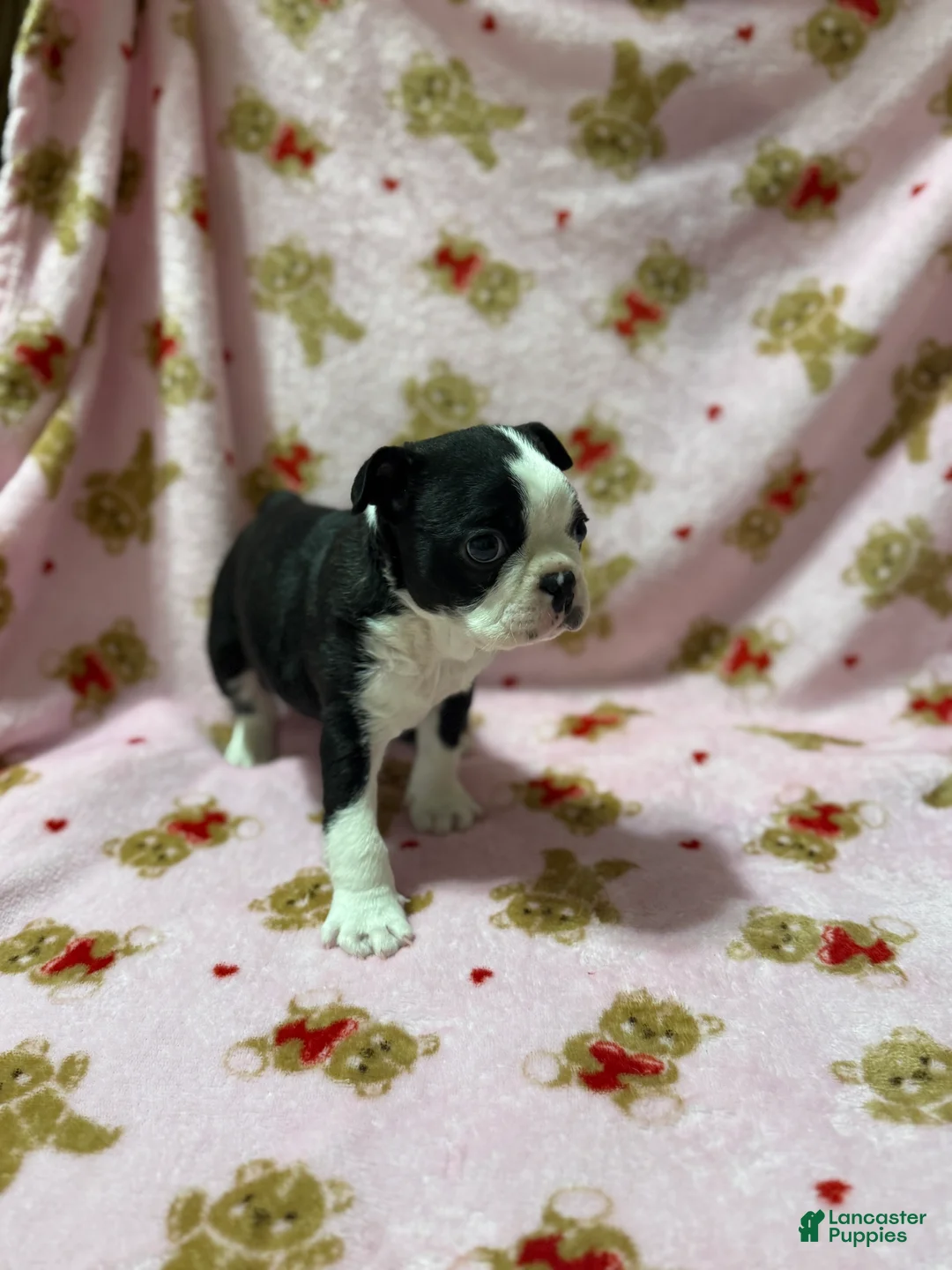 Boston Terrier dogs for sale: Blue - Ad 2
