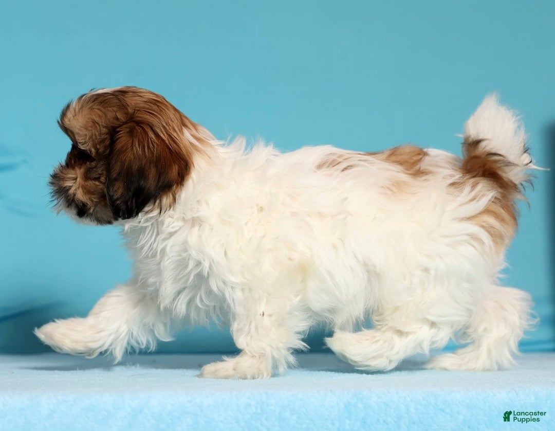 Shih Tzu dogs for sale: Dixie - Ad 4