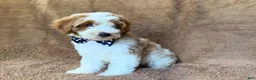 Cavapoo dogs for sale: Shadow - Ad 7