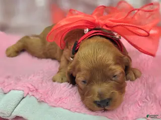 Cockapoo dogs Sundog - Ad 25