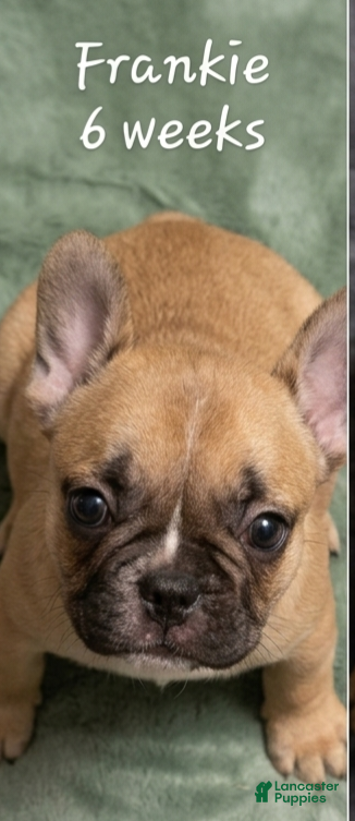 French Bulldog dogs for sale: Frankie - Ad 2
