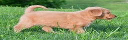Golden Retriever dogs for sale: Lainey - Ad 4