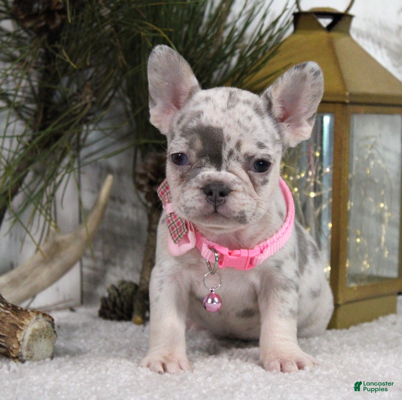 French Bulldog dogs Diamond - Ad 31