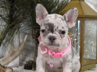 French Bulldog dogs Diamond - Ad 13
