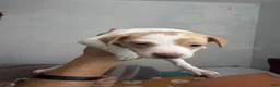 Mixed Breed dogs for sale: Mixed Breed 2 - Ad 3