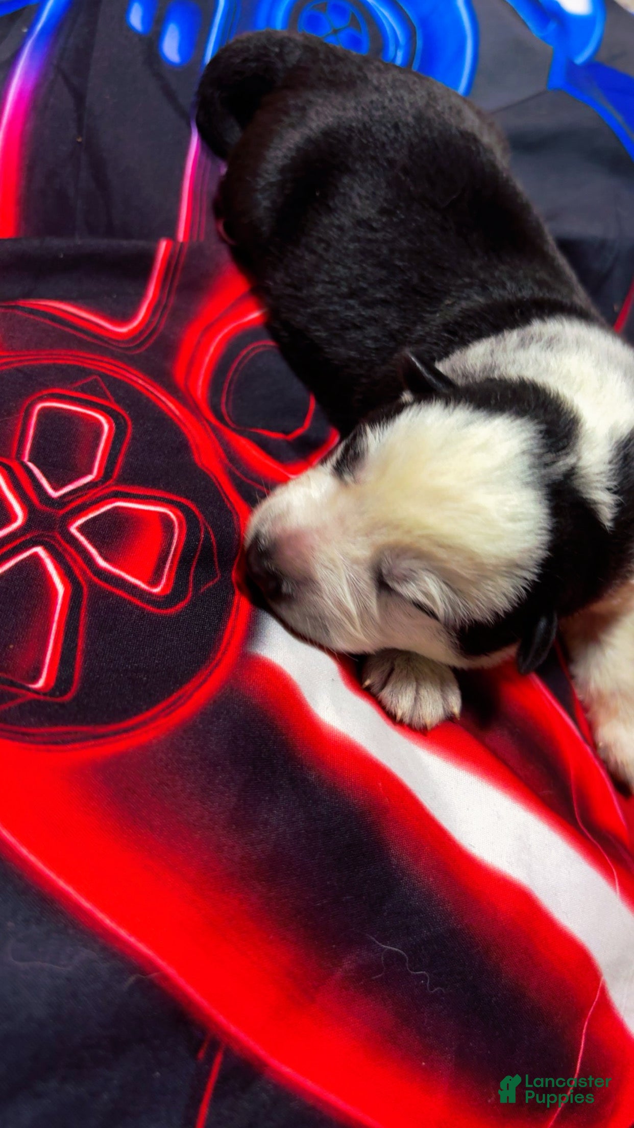 German Shepherd dogs German Shepherd Puppy 2 - Ad 6