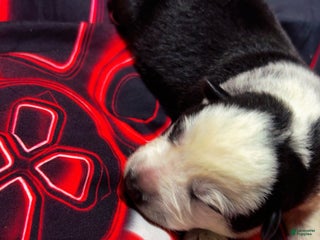 German Shepherd dogs German Shepherd Puppy 2 - Ad 6