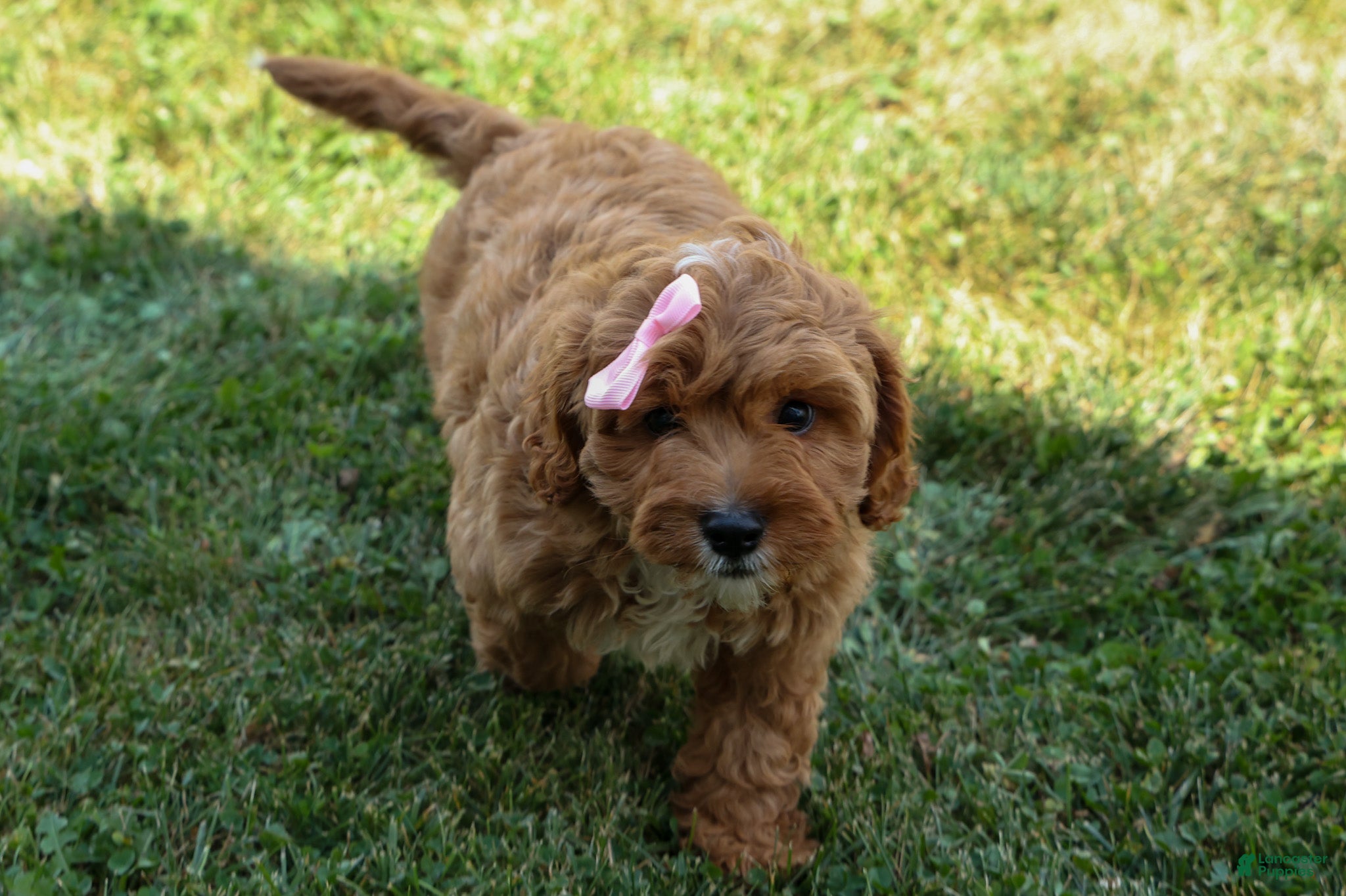 Cavapoo dogs NELLIE - Ad 2