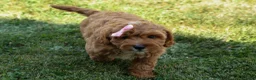 Cavapoo dogs for sale: NELLIE - Ad 2