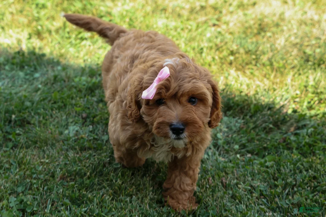 Cavapoo dogs for sale: NELLIE - Ad 2