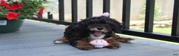 Miniature Poodle dogs for sale: Athena  - Ad 4