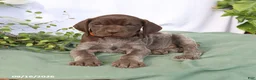 German Shorthaired Pointer dogs for sale: Myles - Ad 5
