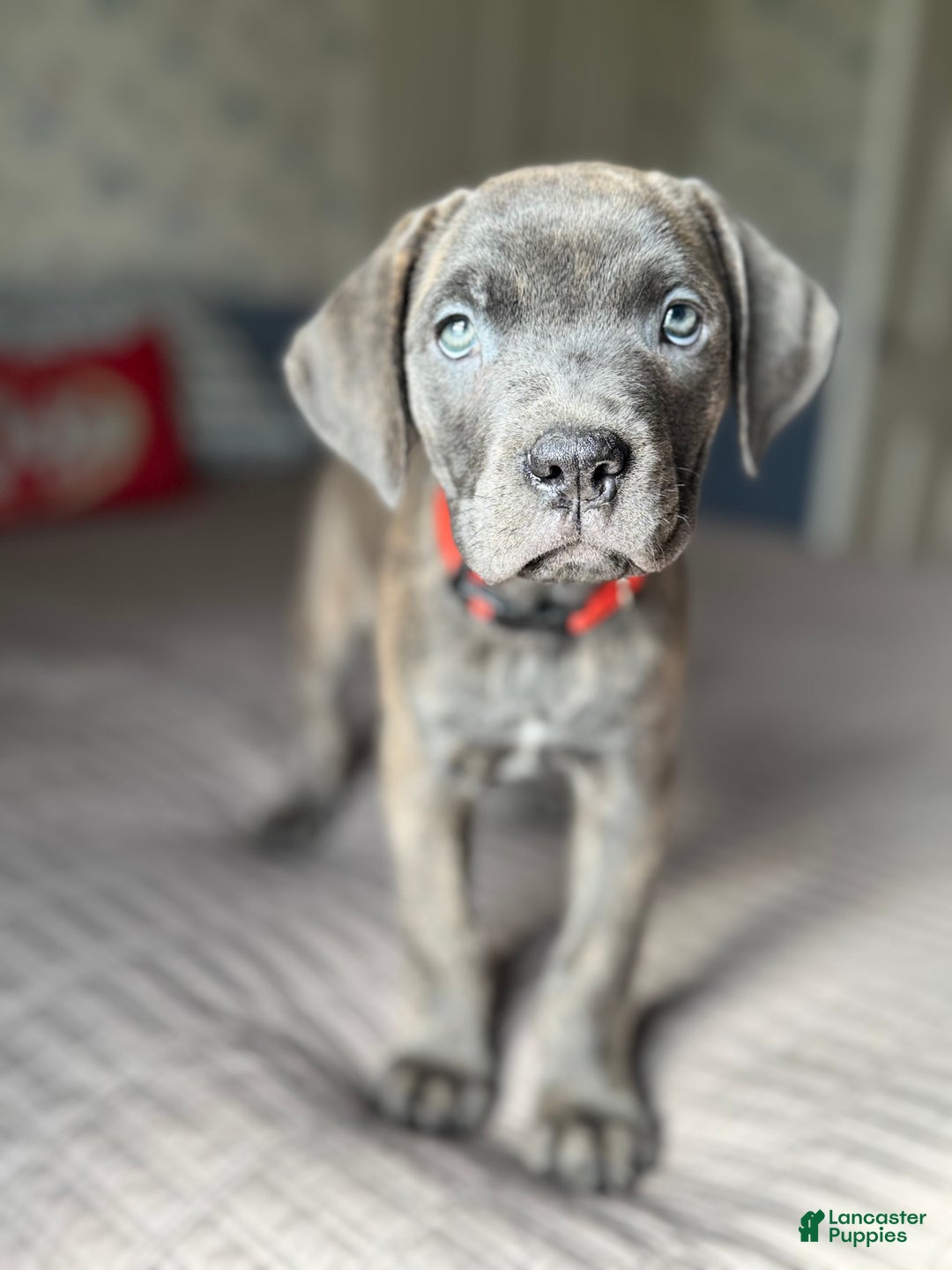 Cane Corso dogs for sale: Stormii - Ad 19