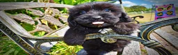 Havapoo dogs for sale: Kipper - Ad 6