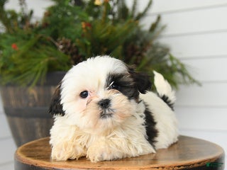Shih Tzu dogs Mickey - Ad 12