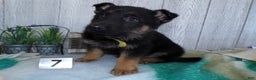 German Shepherd dogs for sale: German Shepherd Puppy 7 Gunner - Ad 2