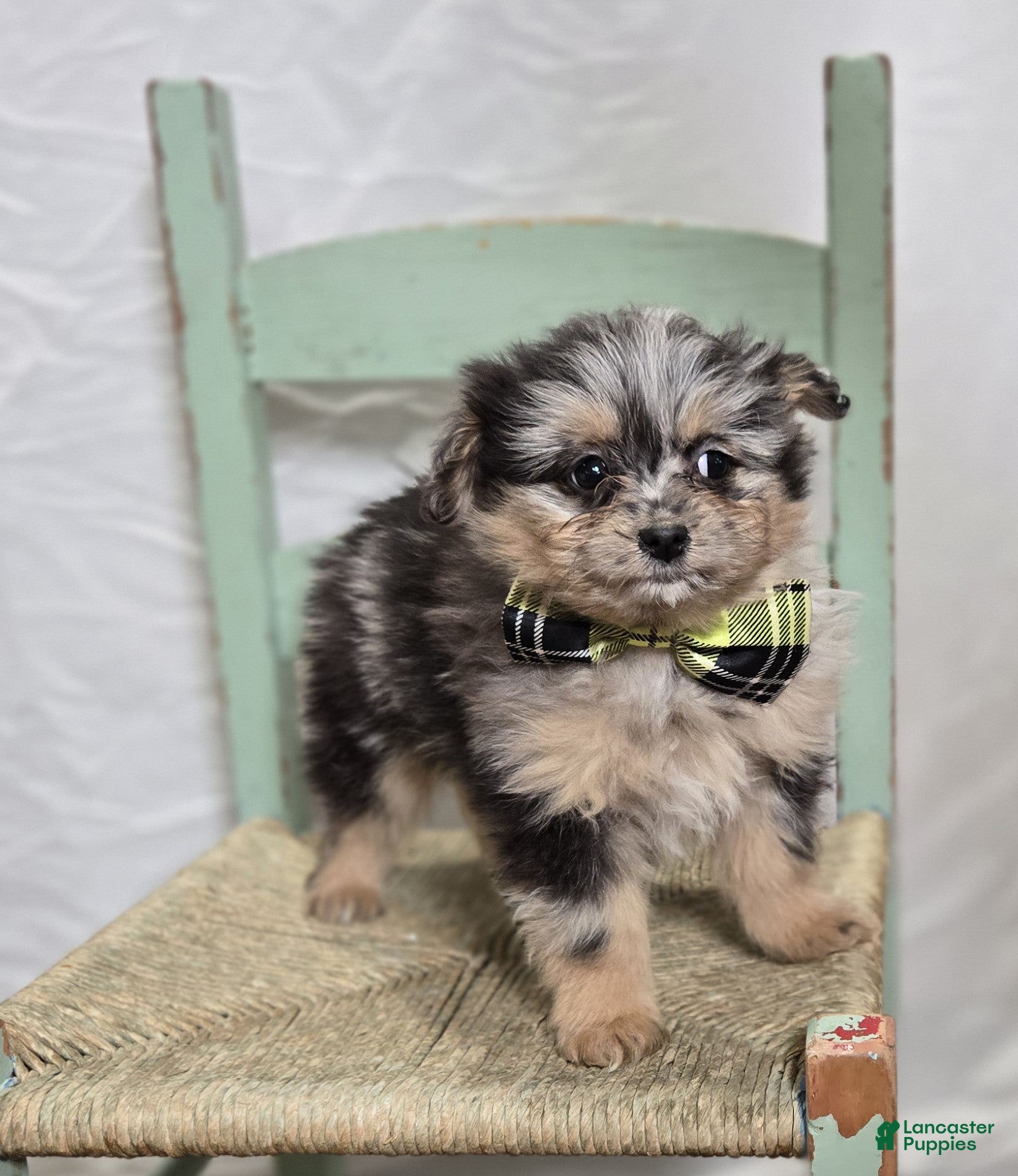 Pomapoo dogs Lewis - Ad 6