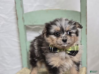 Pomapoo dogs Lewis - Ad 17