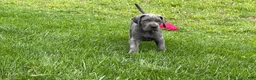 Great Dane dogs for sale: Sparkle - Ad 4